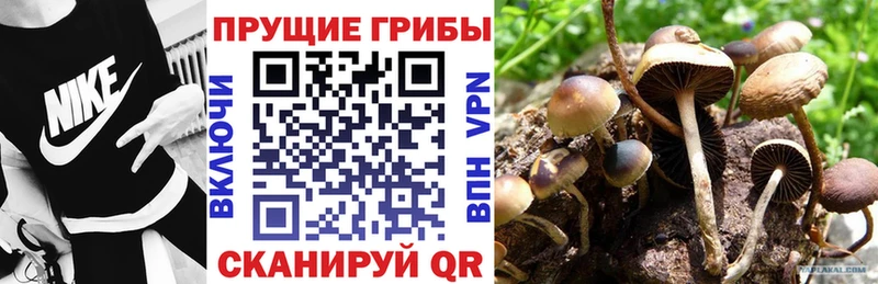 где купить наркотик  Моршанск  Галлюциногенные грибы мицелий 
