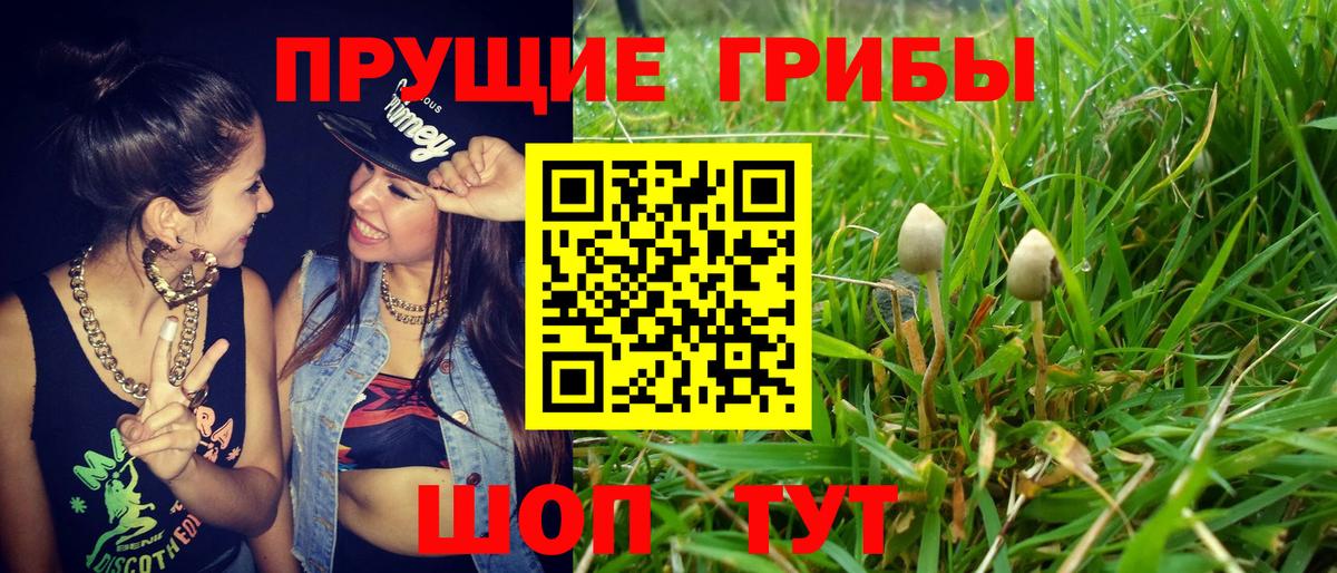 где найти наркотики  Моршанск  Псилоцибиновые грибы Psilocybine cubensis 